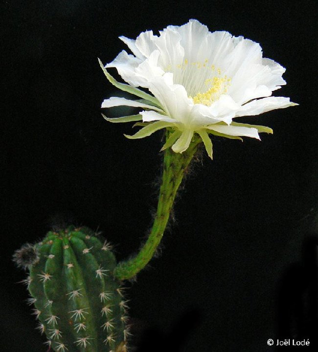 Echinopsis bridgesii vallegrandensis ex cochabambensis JLcoll.1409